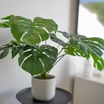 Nova Apartman