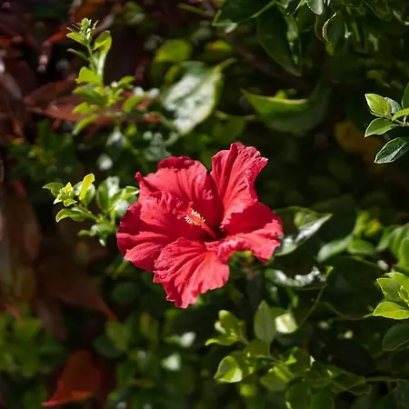 Apartment Nova Marbella