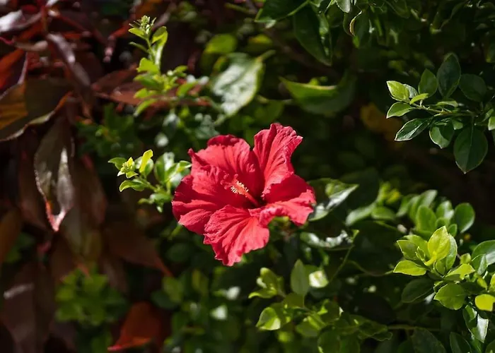 דירה Nova מארבלה